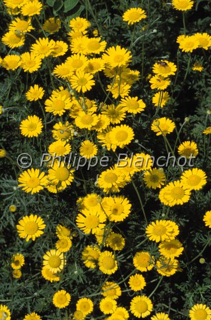 anthemis tinctoria.JPG - Anthemis tinctoriaAnthemisAsteracaeFrance